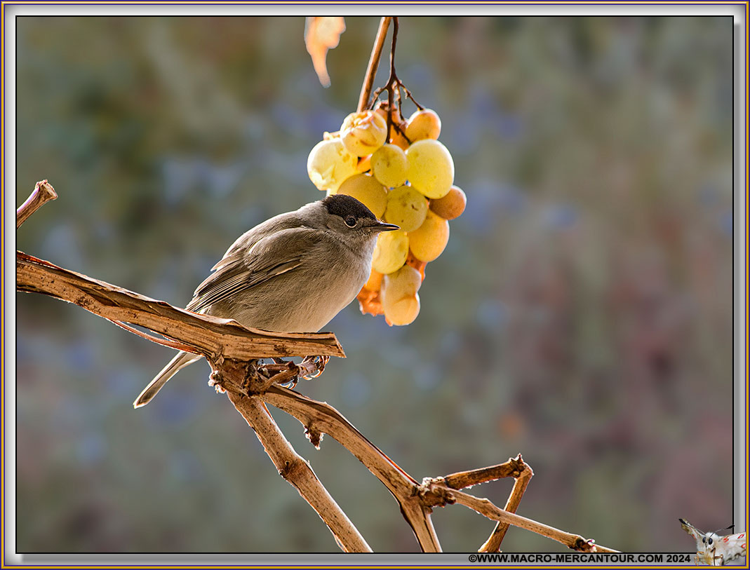 FAUVETTE à tête noire